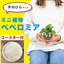 ペペロミア 観葉植物 卓上 丸い葉 可愛い かわいい ハイドロカルチャー 室内用 水耕栽培 小さめ ミニサイズ 土を使わない 虫がわかない 鉢付き 鉢植え 本物...
