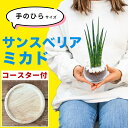 サンスベリア ミニ サイズ ミカド 観葉植物 マイナスイオン トイレ ハイドロカルチャー 室内用 卓上 水耕栽培 小さめ ミニサイズ 土を使わない 虫がわかない...
