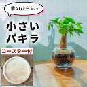観葉植物 パキラ ミニサイズ ハイドロカルチャー リビング 開店祝い 引っ越し祝い 移転祝 金運 室内用 卓上 水耕栽培 小さめ 土を使わない 虫がわかない 鉢...