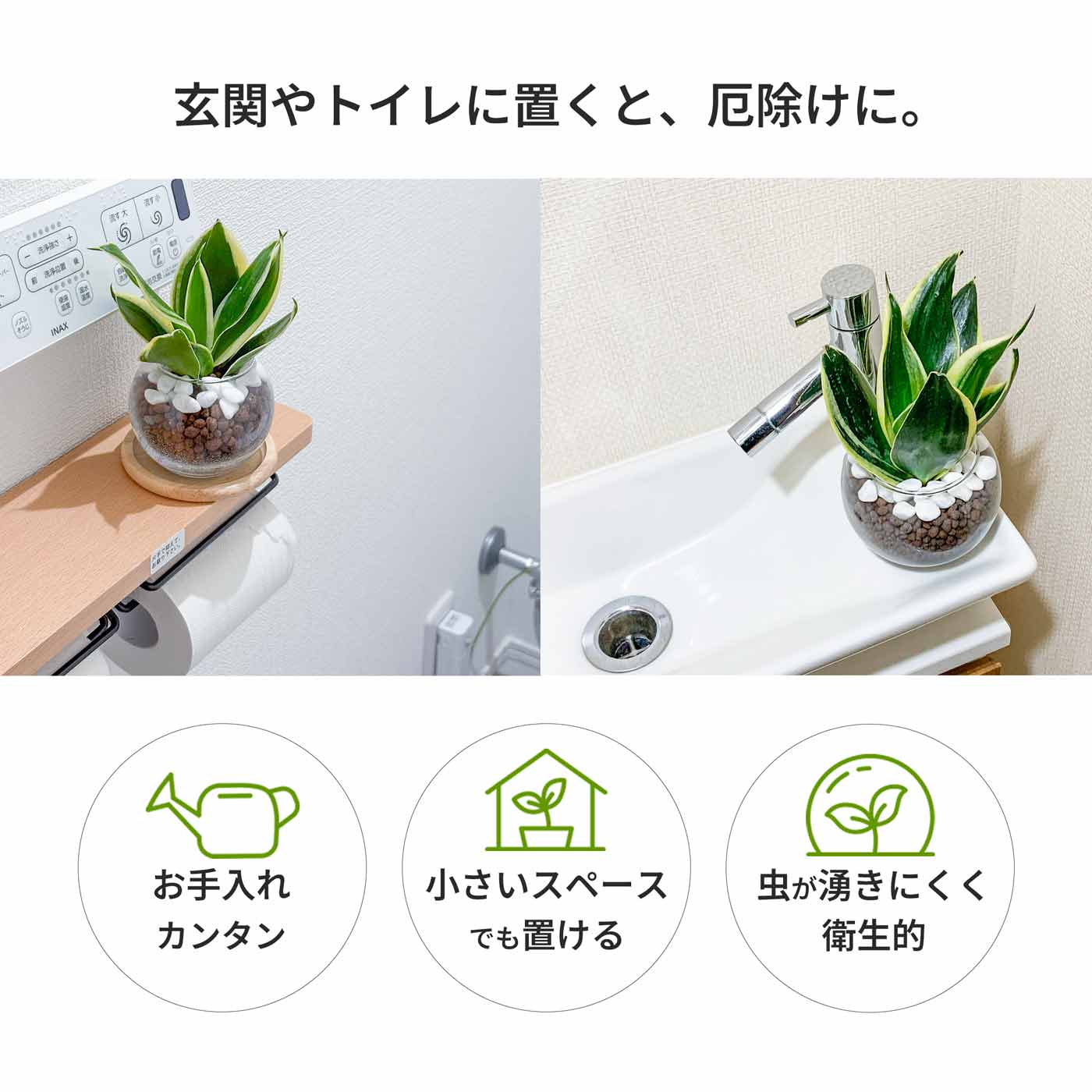 サンスベリア 観葉植物 玄関 ハイドロカルチャー ミニサイズ マイナスイオン 寒さ...