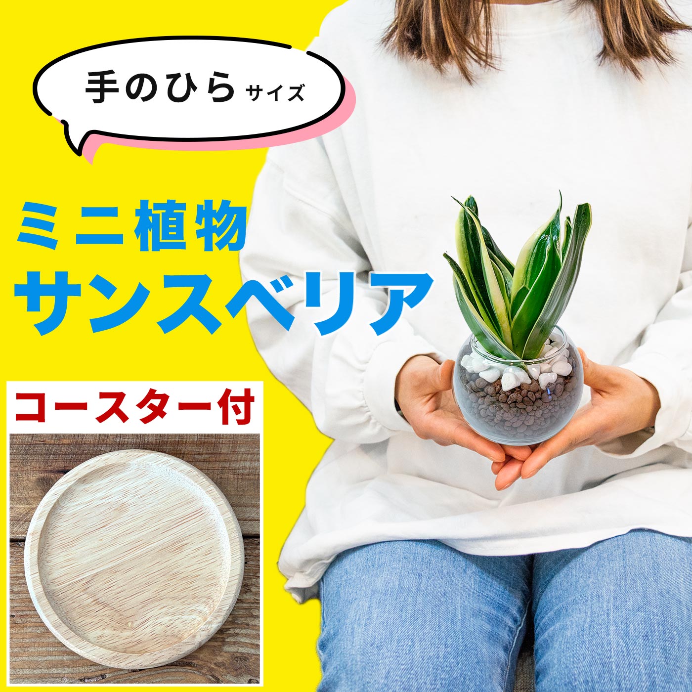楽天市場】観葉植物 サンスベリア(サイズ(植木鉢)~ 3号)の通販 楽天市場】観葉植物 サンスベリア(サイズ(植木鉢)~ 3号)の通販