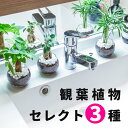 観葉植物 オススメ3種 セット ショップセレクト ミニ観葉植物 ハイドロカルチャー 本物 卓上 インテリア 3号 玄関 トイレ パキラ ガジュマル キングバンブ...