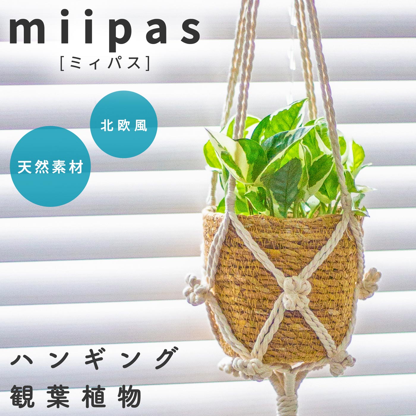 ポトスエンジョイ 吊り 観葉植物 ハンギング 吊り下げ 吊るす 敬老の日 誕生日 還暦 お祝い ギフト プレゼントのサムネイル