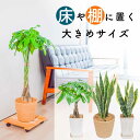 観葉植物 大型 パキラ サンスベリア 5号 7号 鉢 鉢カバー付き ねじり 編み込み 空気浄化 空気清浄 マイナスイオン ギフト 贈答 贈り物 プレゼント 御祝...
