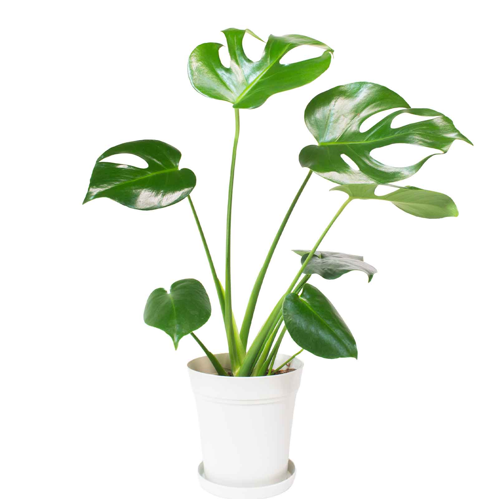 楽天市場】パキラ（種類（植物）モンステラ）の通販