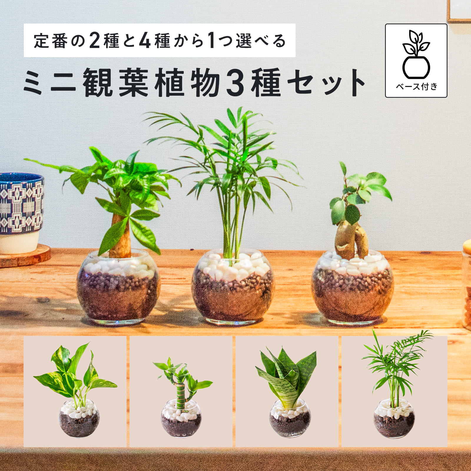 楽天miipasセット ミニ ハイドロカルチャー 観葉植物 本物 小さい 卓上 インテリア 3号 玄関 トイレ 誕生日 還暦 お祝い ギフト プレゼント パキラ ガジュマル キングバンブー サンスベリア テーブルヤシ ポトス 送料無料