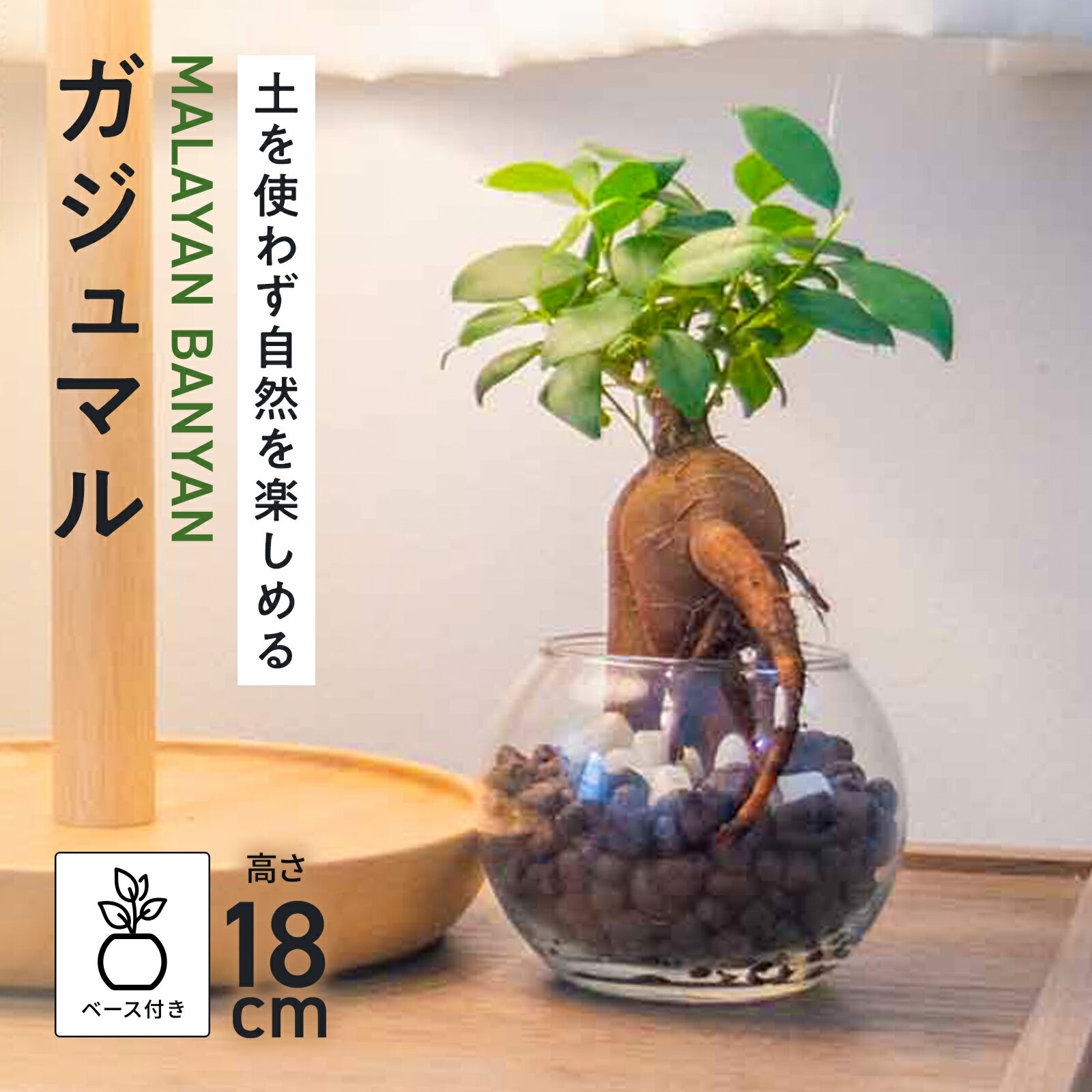 ガジュマル 【10%OFF】ガジュマル ミニ ハイドロカルチャー 観葉植物 本物 小さい 卓上 インテリア 3号 玄関 トイレ 誕生日 還暦 お祝い ギフト プレゼント 送料無料 mipcpn