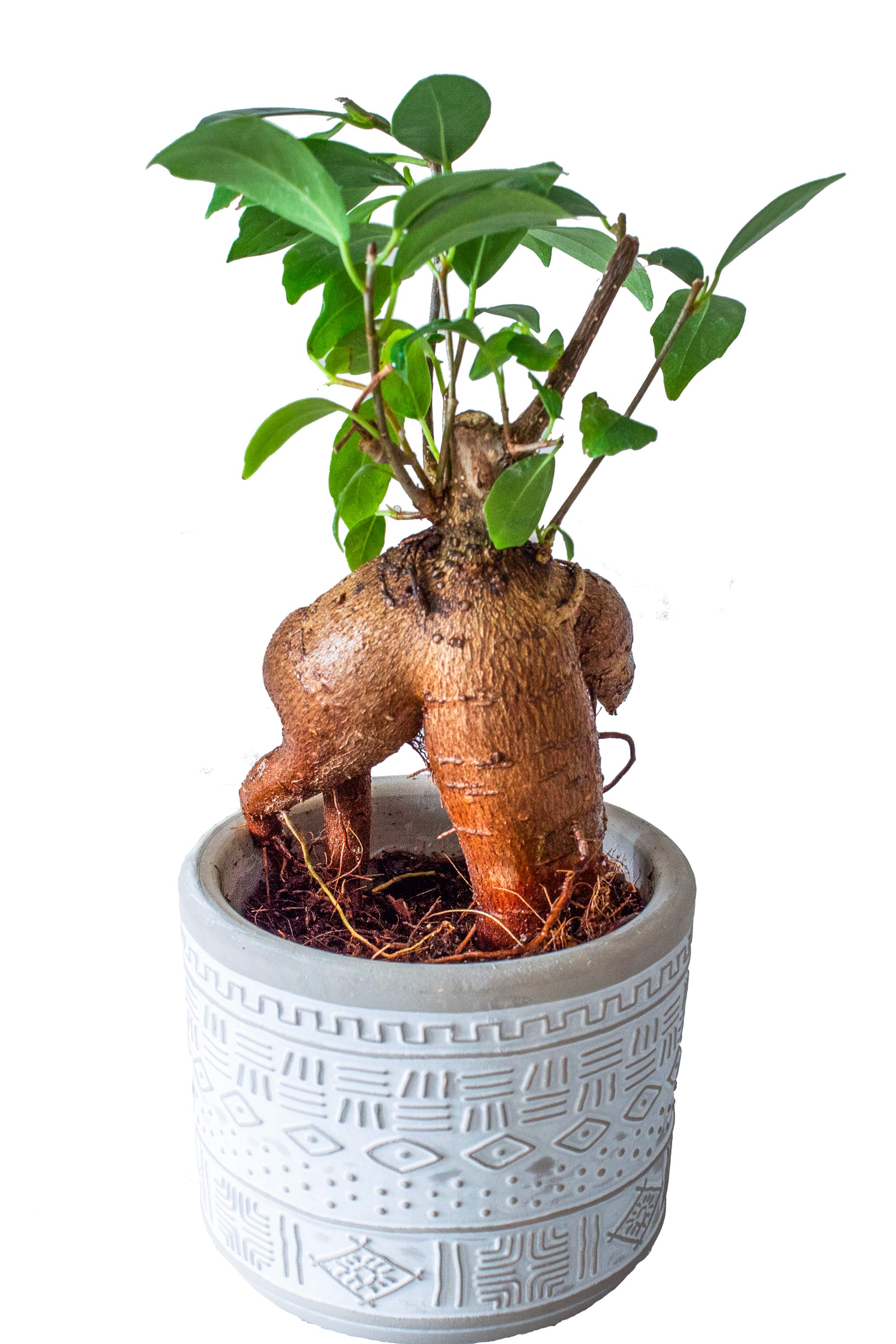 楽天miipasガジュマル 2号 陶器鉢 ミニ 観葉植物 本物 小さい 卓上 インテリア 玄関 トイレ 誕生日 還暦 お祝い ギフト プレゼント
