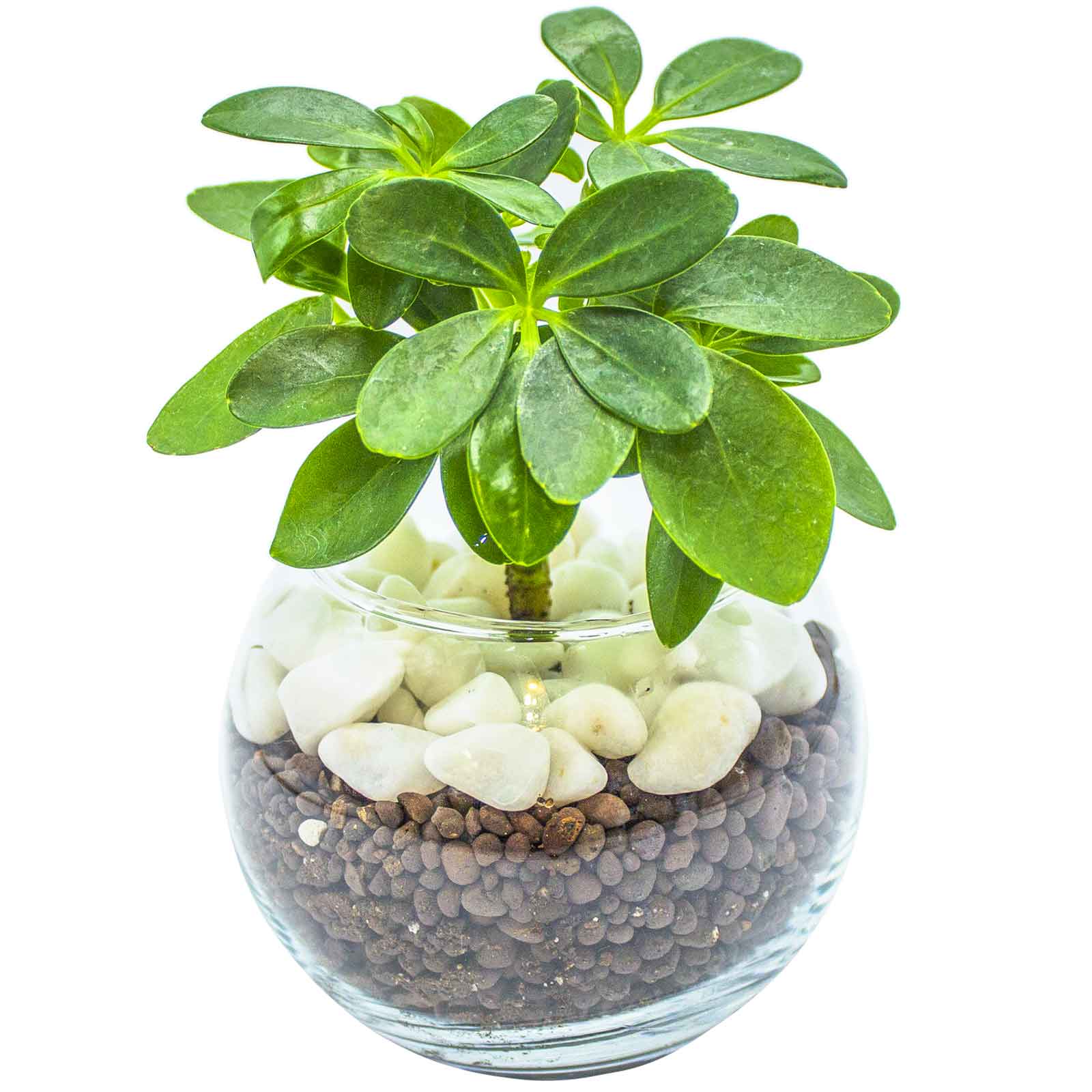 カポック 【10%OFF】カポック 観葉植物 ミニ シェフレラ 小さい 卓上 ハイドロカルチャー インテリア 3号 玄関 トイレ 敬老の日 誕生日 還暦 お祝い ギフト プレゼント 送料無料 mipcpn