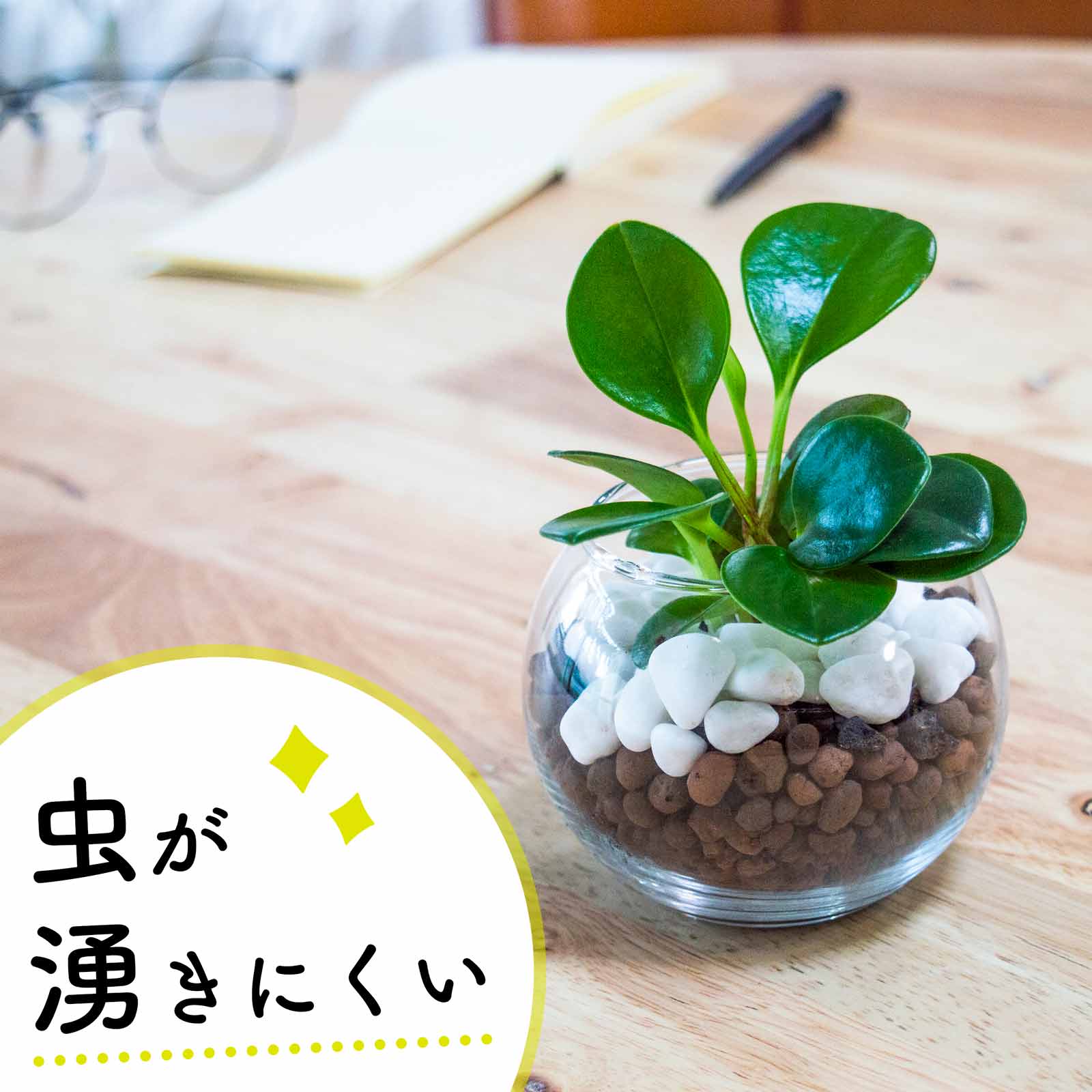 楽天miipasペペロミア 丸い葉 観葉植物 ミニ 小さい 本物 玄関やトイレに置ける ハイドロカルチャー 卓上 インテリア 3号 敬老の日 誕生日 還暦 お祝い ギフト プレゼント 送料無料 mipcpn