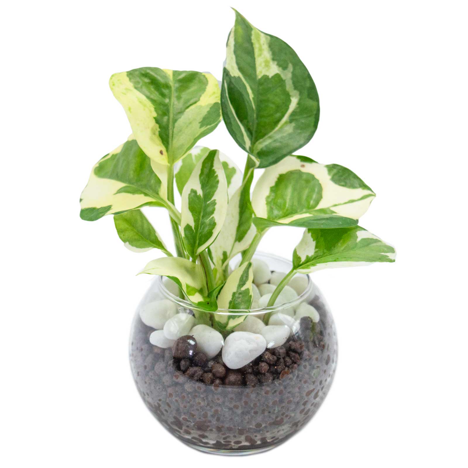 ポトス 【10％OFF】ポトスエンジョイ ハイドロカルチャー 観葉植物 ミニ 本物 小さい 卓上 インテリア 3号 玄関 トイレ 誕生日 父の日 お祝い ギフト プレゼント mipcpn