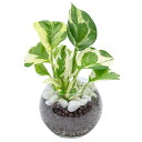 ポトス 【10%OFF】ポトスエンジョイ ハイドロカルチャー 観葉植物 ミニ 本物 小さい 卓上 インテリア 3号 玄関 トイレ 敬老の日 誕生日 還暦 お祝い ギフト プレゼント mipcpn