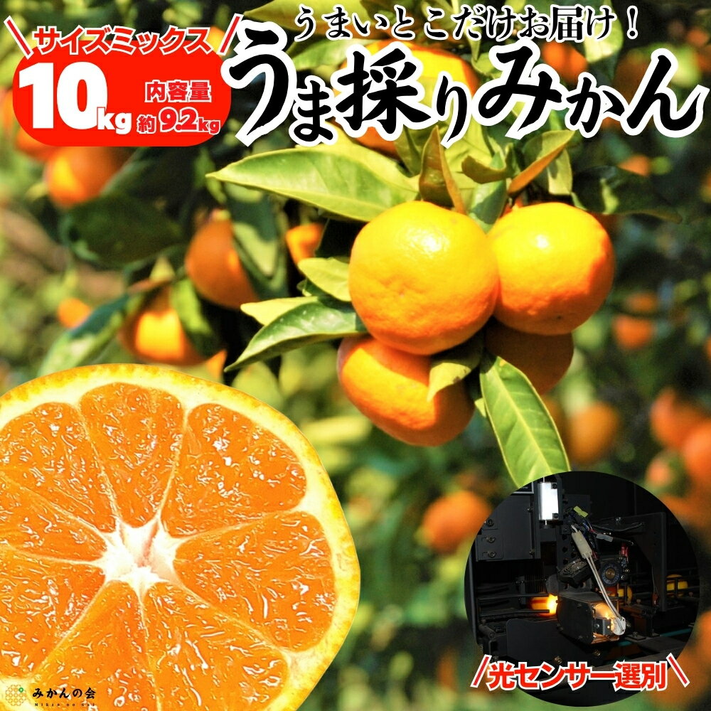 みかん うま採り 箱込約 10kg （内容量9.2kg） 光センサー選別 10キロ サイズ混合 光センサー 冬みかん 和歌山県 産地直送 有田みかん 和歌山ミカン お取り寄せ 贈答用 ミカン 甘いみかん プレゼント ギフト 果物 フルーツギフト みかん箱買い みかんの会 11月中旬より出荷(4)