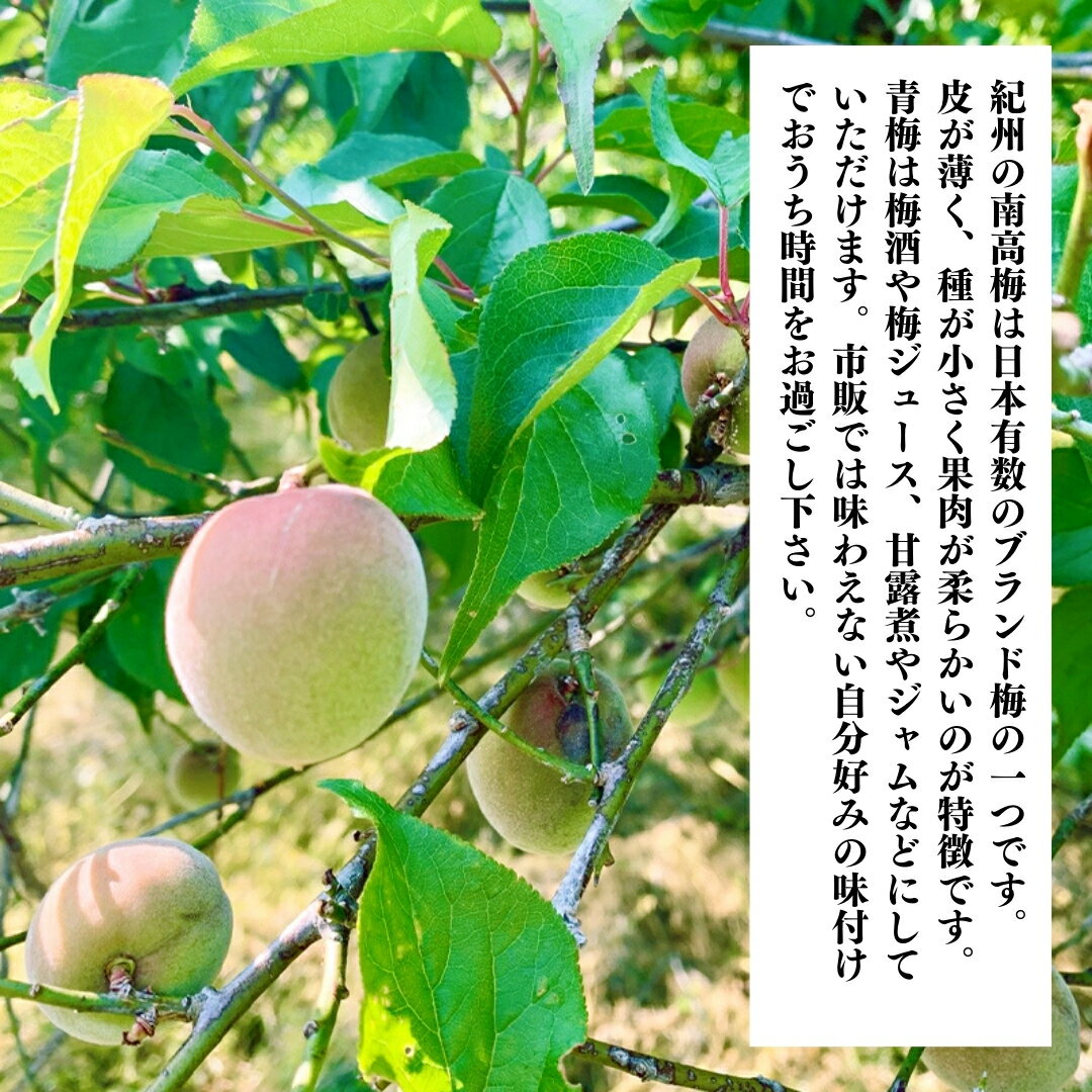 南高梅 青梅 秀品 小粒 和歌山県産 紀州有田 産地直送 梅酒作り用 梅ジュース作り用 7.5kg Sサイズ以下 クール便対応 梅酒うめ 梅酒梅 紀州南高梅 梅酒 国産梅 紀州梅 梅酒の梅 梅酒のうめ 小さい 小さめ 小 梅酒用 梅ジュース用 紀州 和歌山 梅ジャム 梅ジュース 甘露煮