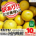 河内晩柑 訳あり 箱込 10kg (内容量約 9.2kg) サイズミックス 和歌山県産 かわちばんかん 初夏 みかん10キロ 夏みかん 旬の果物 旬のフルーツ 柑橘系 果物 旬 ギフト 甘いみかん 産地直送 オレンジ ミカン 蜜柑 甘い 【みかんの会】