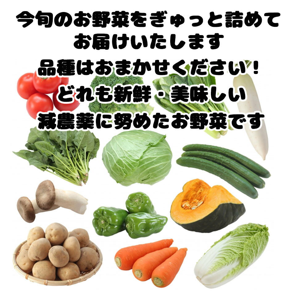 野菜セット ベジタブル お楽しみ 野菜 お試し版 8品 送料無料 みかん横丁 契約農家の美味しい野菜 減農薬 新鮮 旬ベジセット 2