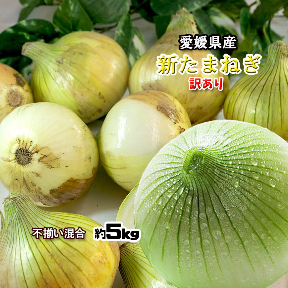 新たまねぎ 訳あり 野菜 箱買い たまねぎ タマネギ 玉ねぎ 玉葱 愛媛県産 5kg 送料無料