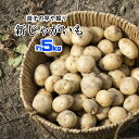 遊子のじゃがいも 新じゃが 遊子 じゃがいも じゃが芋 新じゃがいも 送料無料 約5kg