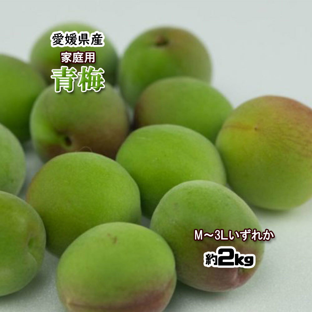 青梅 家庭用 うめ 梅 梅酒用 生梅 愛媛県産 約2kg 送料無料