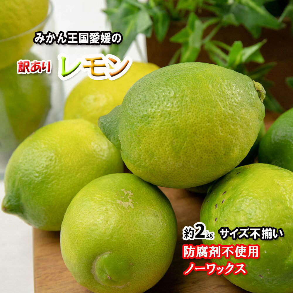 【 ポイント5倍 】レモン 訳あり 愛媛県産 防腐剤不使用 ノーワックス 不揃い 約 2kg 新物 2022年 青みレモン