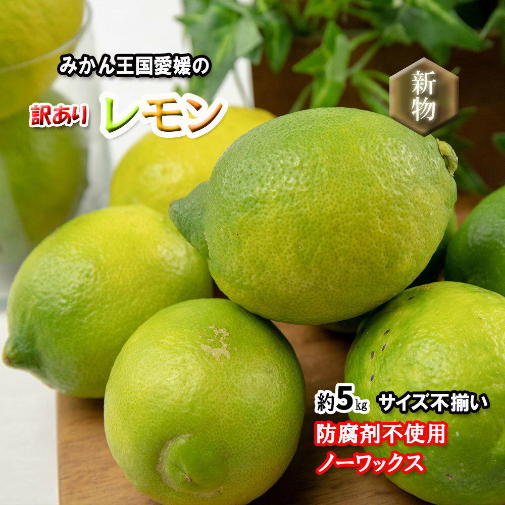 レモン 訳あり 愛媛県産 防腐剤不使用 ノーワックス 不揃い 約 5kg 新物 2023年