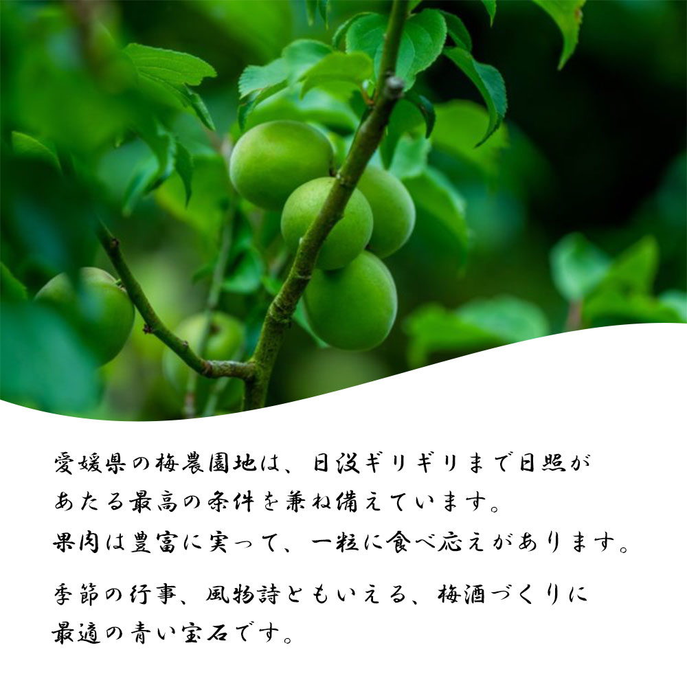 青梅 家庭用 うめ 梅 梅酒用 生梅 愛媛県産 約2kg 送料無料