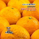 甘夏 甘夏柑橘 愛媛県産 あまなつ 夏みかん 春 柑橘 約10kg 不揃い 混合 送料無料