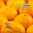 甘夏 甘夏柑橘 愛媛県産 あまなつ 夏みかん 不揃い 混合 柑橘 約4kg 送料無料