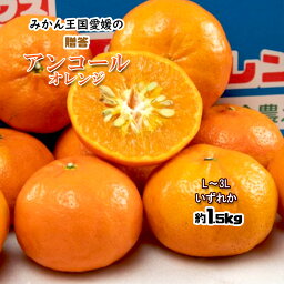 アンコール 贈答 アンコールオレンジ 希少柑橘 高級品種 約1.5kg L-3L 送料無料