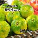 極早生みかん 極早生 みかん 愛媛県産 超早出し 約10kg M~2L 初物 新物 送料無料
