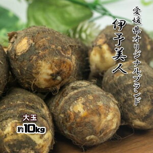 伊予美人 里芋 愛媛県産 大玉 サトイモ 約10kg 送料無料 箱買い 野菜