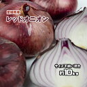 レッドオニオン 赤玉ねぎ たまねぎ タマネギ 玉葱 玉ねぎ 約10kg 愛媛県産 送料無料