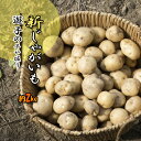 遊子のじゃがいも 新じゃが 遊子 じゃがいも じゃが芋 新じゃがいも 送料無料 約2kg