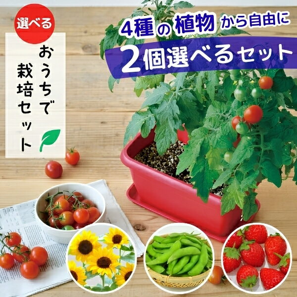 【期間限定ポイント5倍】【ラッピング無料】 自由に選べる2個セット 子どもと育て...