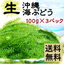 【生！生の海ぶどうです】送料無料 とっておきの酒の肴！専用タレ付き赤字覚悟の為【1日数量限】【生】に拘りました！100g×3パックセットお取り寄せ グルメ おつまみ 沖縄 お土産 おすそ分け