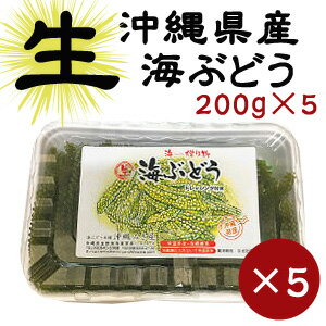 お召し上がり方1：水を入れたボールなどに海ぶどうを入れ洗う (この時小エビなどが混じっていることがありますが真水で洗うと落ちます） 2：氷水で5秒程度つけるとプチプチ感が増します。 3：サルなどでしっかり水を切って盛り付けます。 4：食べる直前に食べる分だけたれなどを付けて食べます 　　(刺身の醤油のように) ※先にたれをかけるとしぼんでしまいます。 名称沖縄県産海ぶどう内容量海ぶどう/200g×5 タレ/10ml×15袋賞味期限発送日から5日間（賞味期限に関わらず早めにお召し上がりください）原材料名海ぶどう/クビレズタ(海藻) 専用タレ/シークワーサー果汁(沖縄県産)・砂糖・醤油・醸造酢・食塩。 かつお節エキス・魚醤・調味料(アミノ酸等)・ 甘味料(ステビア)保存方法直射日光を避けて保存 開封後は必ず冷蔵庫に保存してお早目にご使用ください商品の説明まれにコエビや甲殻網団子状のコツブムシ海草藻場生息虫や海藻が入っておりますが品質に問題はございません 取り除き流水で軽くゆすいでください。販売者kinchanchi (金ちゃんちの海ぶどう)＜海ぶどうの発送について＞ 当店では冬季の間、北海道への発送行っておりません。 また特に寒い地域、東北・北陸等寒い地方へのお届けに関しましても品質の保証は行えません。 上記地域でのお受け取りは午前中でのお受け取りをお願い致します。 また、雪などによる交通の混雑で配送が遅延となる可能性もございますのでご希望に合わせての発送が 出来ない場合や、 発送後の時間の経過による品質の低下(しぼんでしまう)事もございますが、ご理解の上ご注文いただきますようお願い致します。 関連商品はこちらお家で沖縄気分♪【生】海ぶどう200g×3パ...5,630円【楽天スーパーSALEで800円OFF！5,780円...4,980円【楽天スーパーSALEで500円OFF！3,480円...2,980円生海ぶどう200gお取り寄せ グルメ おつ...1,800円一軍になれなかった海ぶどう500g（専用...3,300円一軍になれなかった海ぶどう500g(専用タ...1,650円【セットがお得！】茎付き海ぶどう500g×...4,500円金ちゃん店長おすすめ！人気沖縄食材5点...2,980円太もずくと海ぶどうのたれ　　海ぶどう...648円沖縄産海ぶどう60g(塩水入り)　化粧箱な...800円