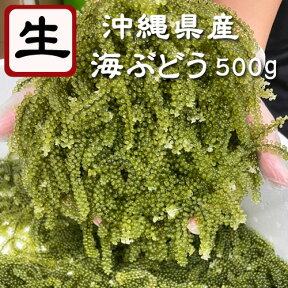 生海ぶどう500g　飲食店さんから人気の海ぶどう　お取り寄せ グルメ おつまみ 沖縄 お土産 おすそ分け ギフト 沖縄 沖縄土産2023年4月度月間優良ショップ受賞