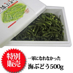 一軍になれなかった海ぶどう500g（専用タレ付き）