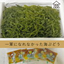 朝どり新鮮！生海ぶどう（1kg）（ 茎なし）【送料無料】｜沖縄 宮古島産 居酒屋 小料理 業務用にも｜2023年度海ぶどう販売開始