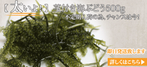 【太いよ！】茎太(くきぶと)海ぶどう500g(専用タレ付き)　お取り寄せ グルメ おつまみ 沖縄 お土産　おすそ分け