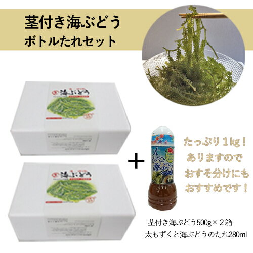 【セットがお得！】茎付き海ぶどう500g×2箱（たれボトル)セット　おみやげ お裾分け 手土産 お取り寄せ 沖縄 おつまみ 晩酌のお供 高品質 鮮度 プチプチ 海ぶどう 1kg 海ブドウ