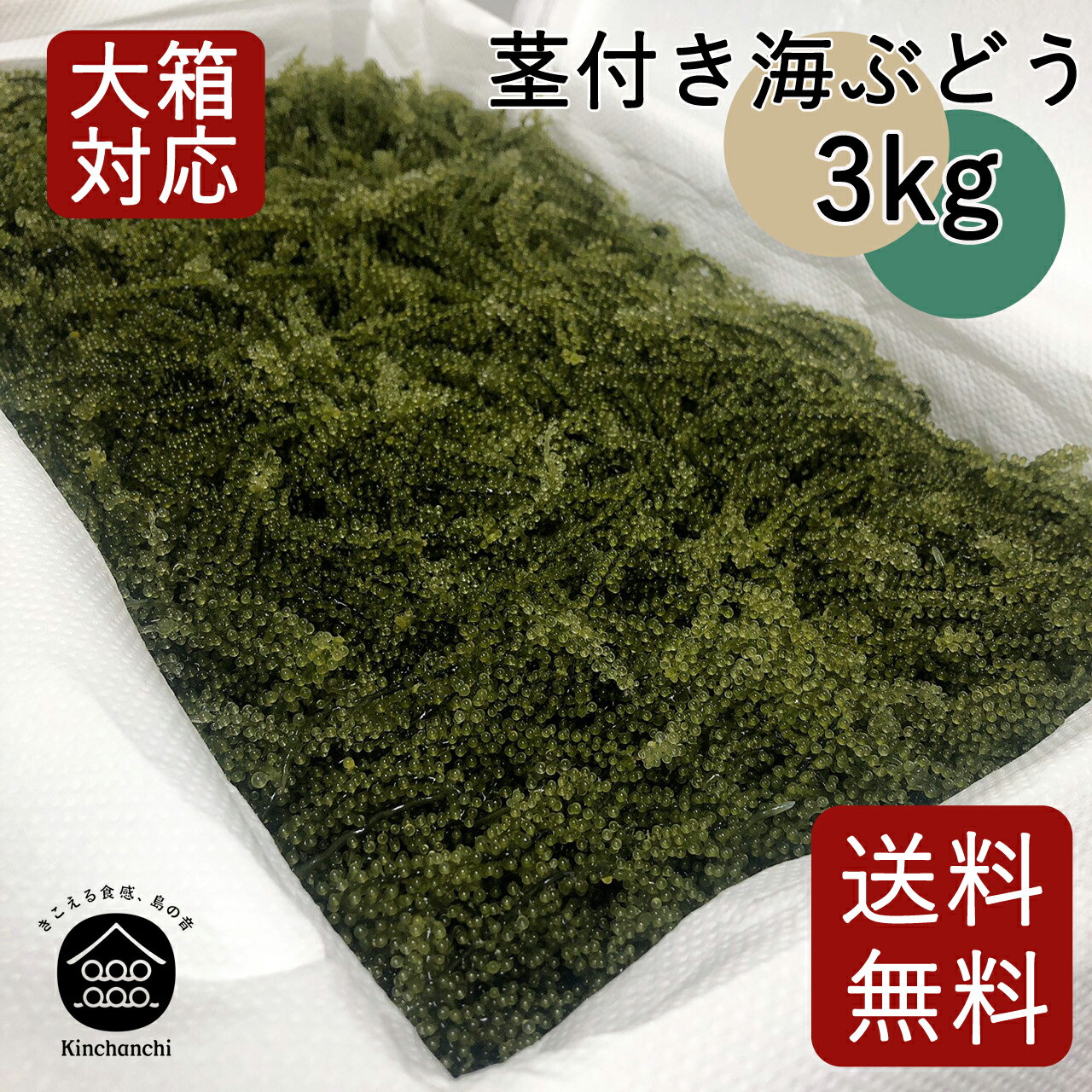 茎付き海ぶどう3kg(タレ無し)送料無料 | 業務用 | 飲食店 | タイムセール |