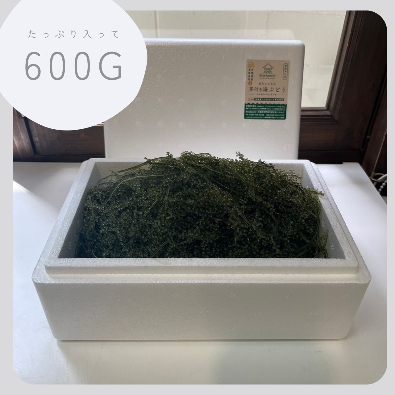 3日間限定限り「100g増量致します！」茎付き海ぶどう500g＋100g！(専用タレ付き)【鮮度抜群 ...