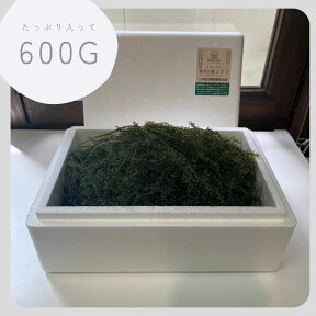 3日間限定限り「100g増量致します！」茎付き海ぶどう500g＋100g！(専用タレ付き)【鮮度抜群】の海ぶどう　お取り寄せ グルメ おつまみ 沖縄 お土産 増量 2023年4月度月間優良ショップ受賞