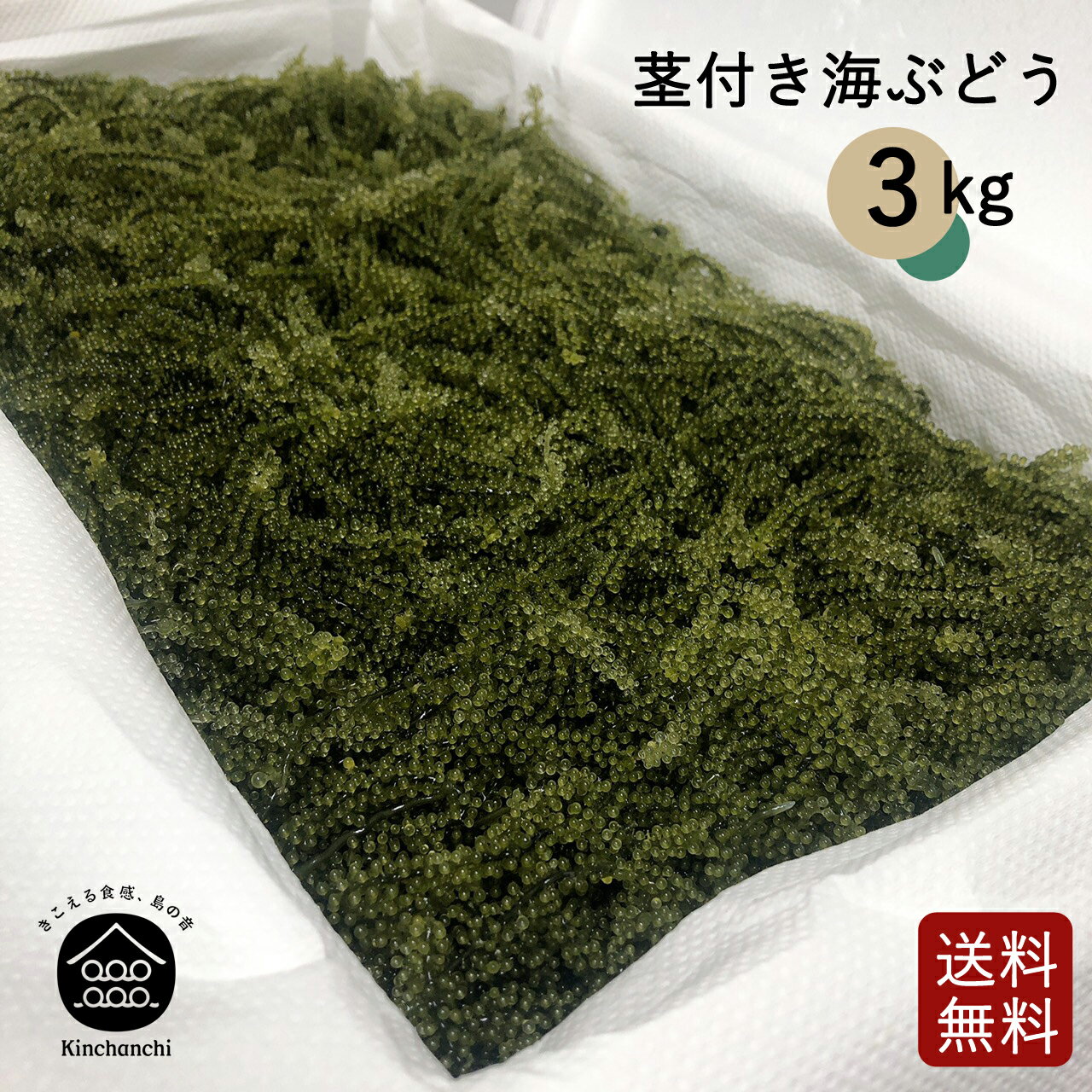 楽天金ちゃんちの海ぶどう茎付き海ぶどう3kg（タレ無し）送料無料　業務用　飲食店等