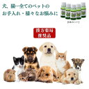 【お徳用】ペット専用の美容洗浄液 「あらいはま美容原液(1本10mlx5本セット)」シャンプー・お風呂・ブラッシング・消臭、皮膚・目ヤニ・耳だれ等のお悩みに…洗いすぎ、薬剤の使い過ぎはありませんか?