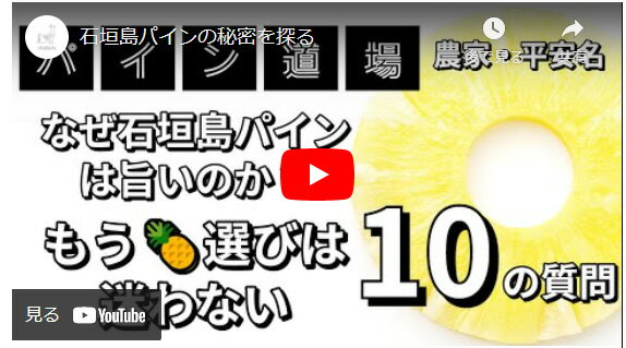 パイナップル パイン スナックパイン 島パイン 沖縄県産スナックパイン 6個入 送料無料 クール便配送 母の日 ギフト 人気 話題 甘い 金色 芯まで食べる 手でちぎれる