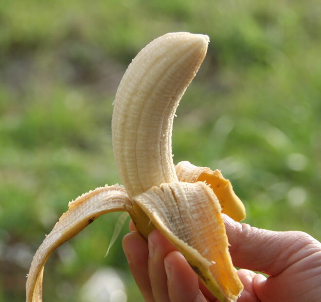 沖縄のバナナが大好きなあなたへ贈ります。今しか食べることができない【三尺バナナ】約10kg、限定33箱
