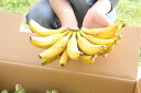 【送料無料】【島バナナ5キロ】ほんわかした気分にさせてくれる、沖縄の島バナナ。一度だけでいいから食べて欲しい。なぜなら、1年に1度しかないチャンスだし、バナナに対しての気持ちがパッと変わるから。
