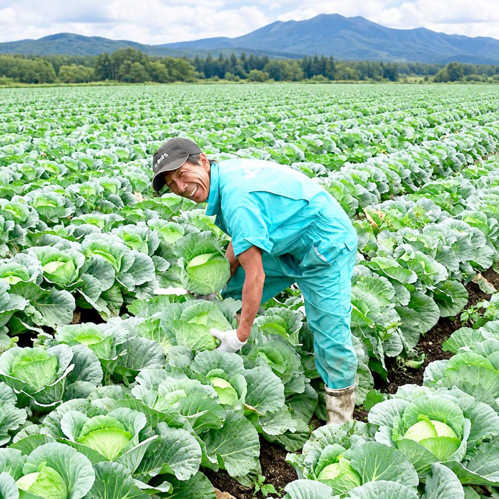 ◆ 訳ありの理由 ・少し小さな玉が混じる。 ・割れが少しある物が混じる。 ※常識的に見て酷いものは入れていませんのでご安心下さい。 ご注文期間 【10月〜2月】 入数 8玉〜12玉 発送 常温便 生産者 ひるぜん農園 〒717-0504 岡山県真庭市蒜山下福田462 TEL.0867-45-0087 直売店 鳥取県との境にある高原の町で昭和57年に創立。ご興味のある画像をクリックして詳細情報へお進みください。